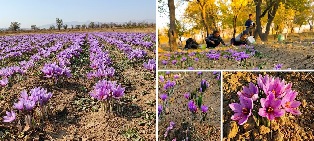 Saffron Field
